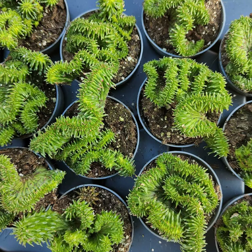 Euphorbia horrida crestata - immagine 3