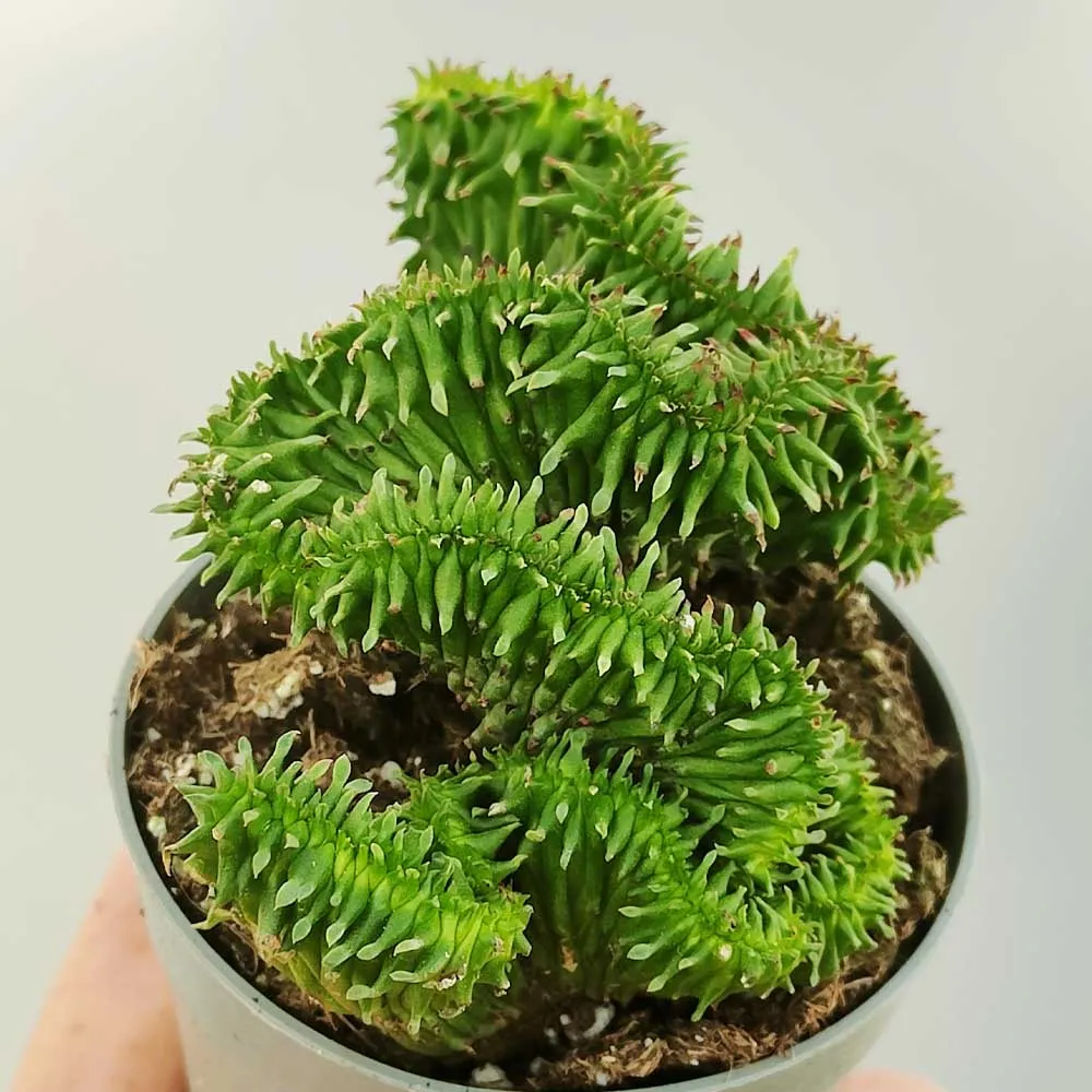 Euphorbia horrida crestata - immagine 2