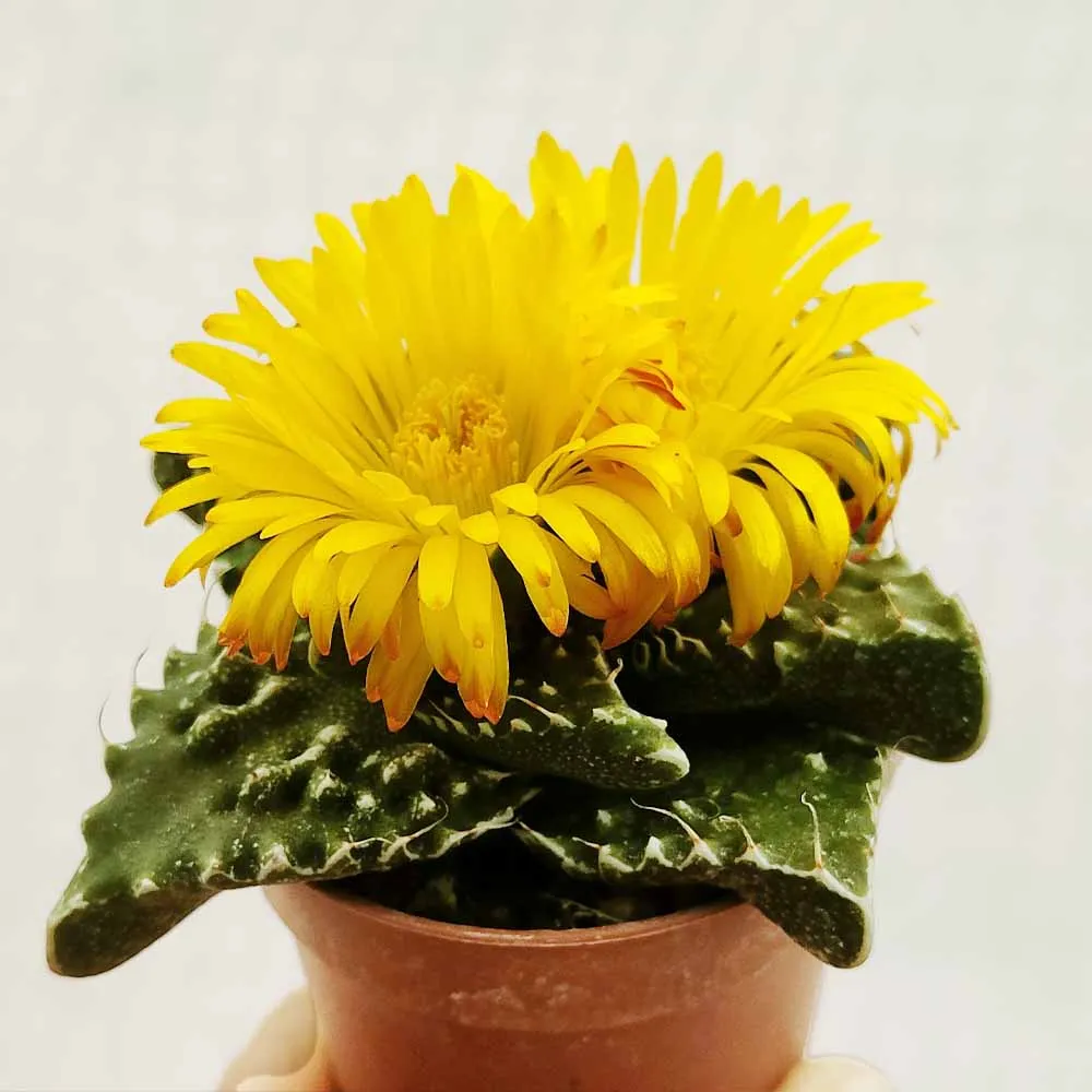 Faucaria