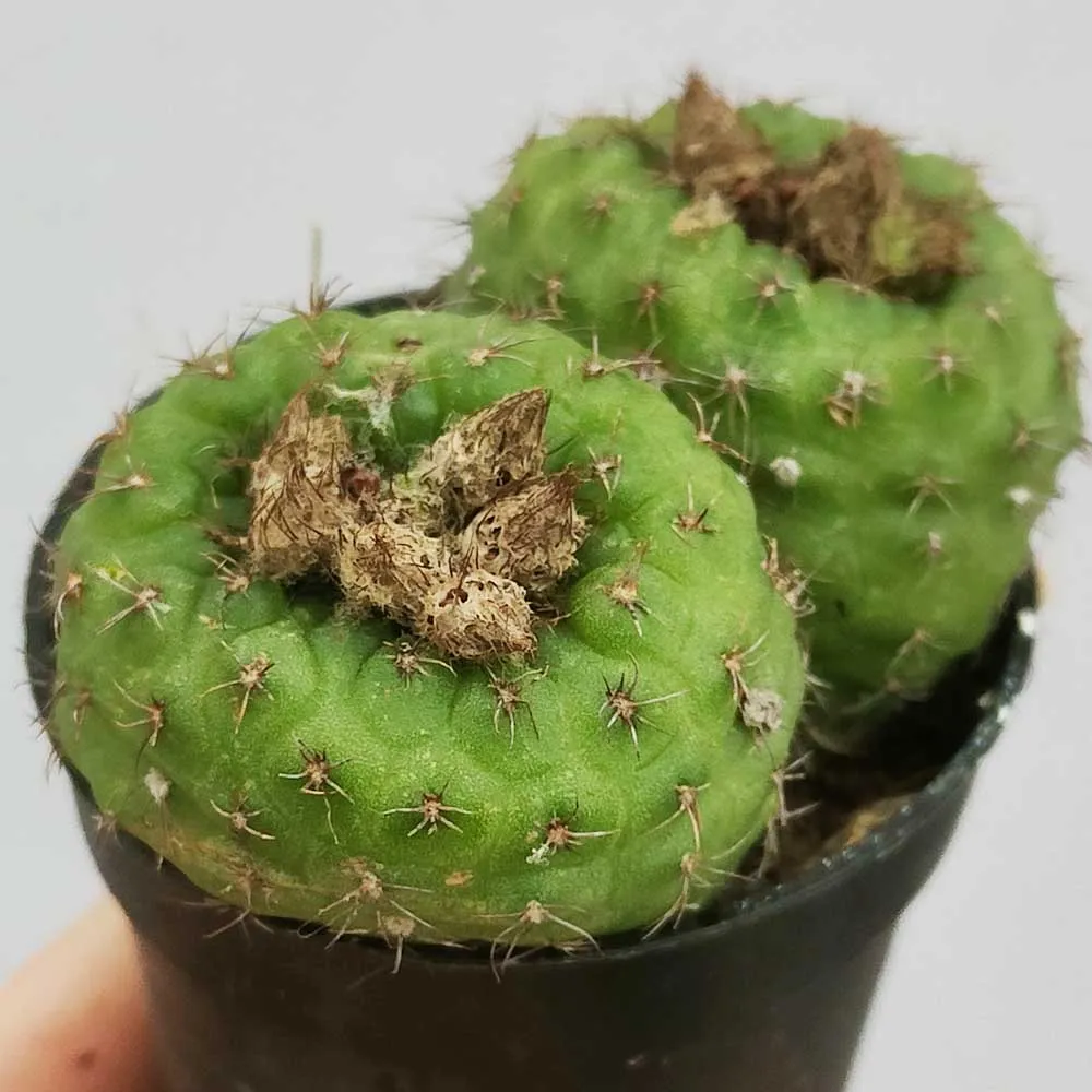 Frailea pseudograhliana - immagine 2