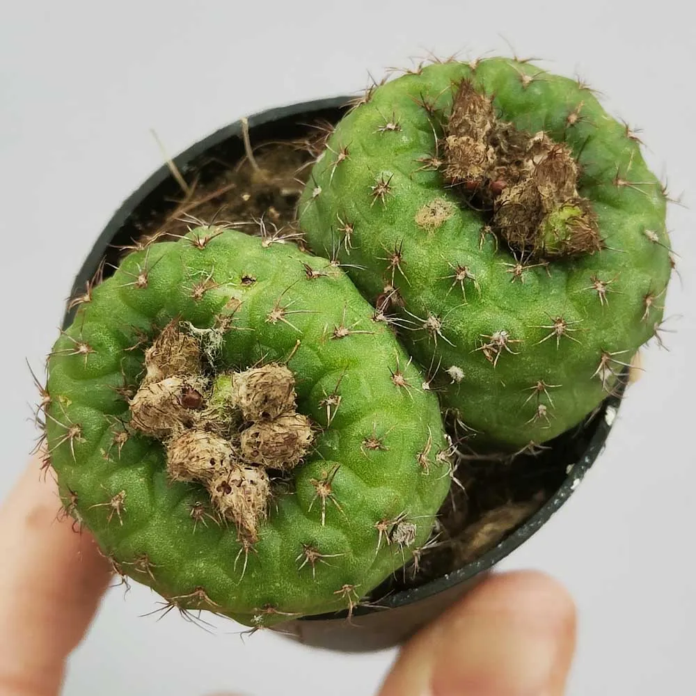 Frailea pseudograhliana