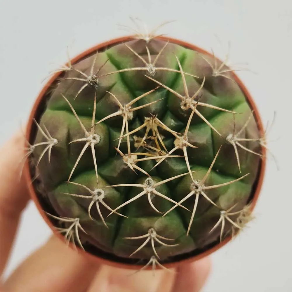 Gymnocalycium damsii - immagine 2