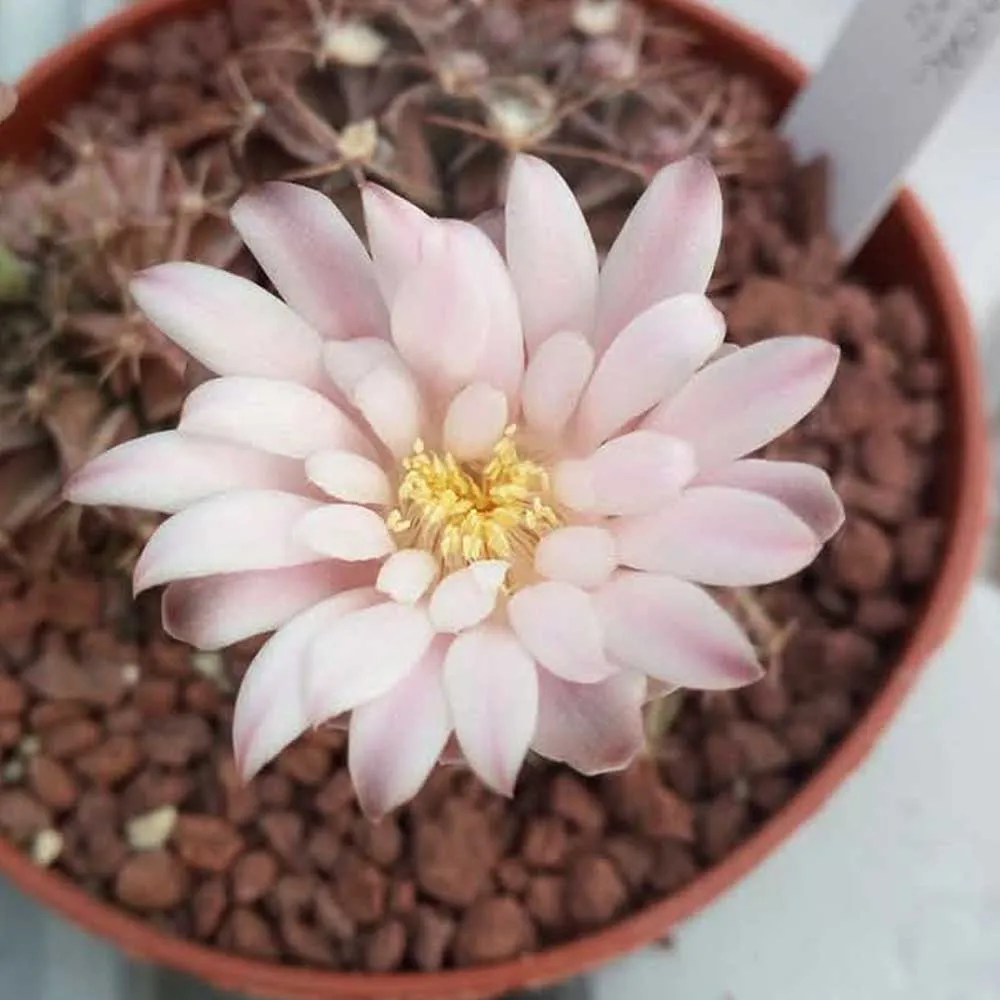 Gymnocalycium damsii