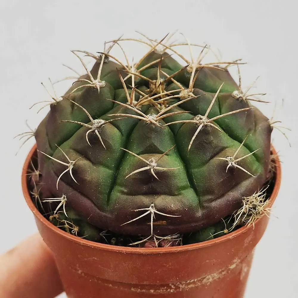 Gymnocalycium damsii - immagine 3