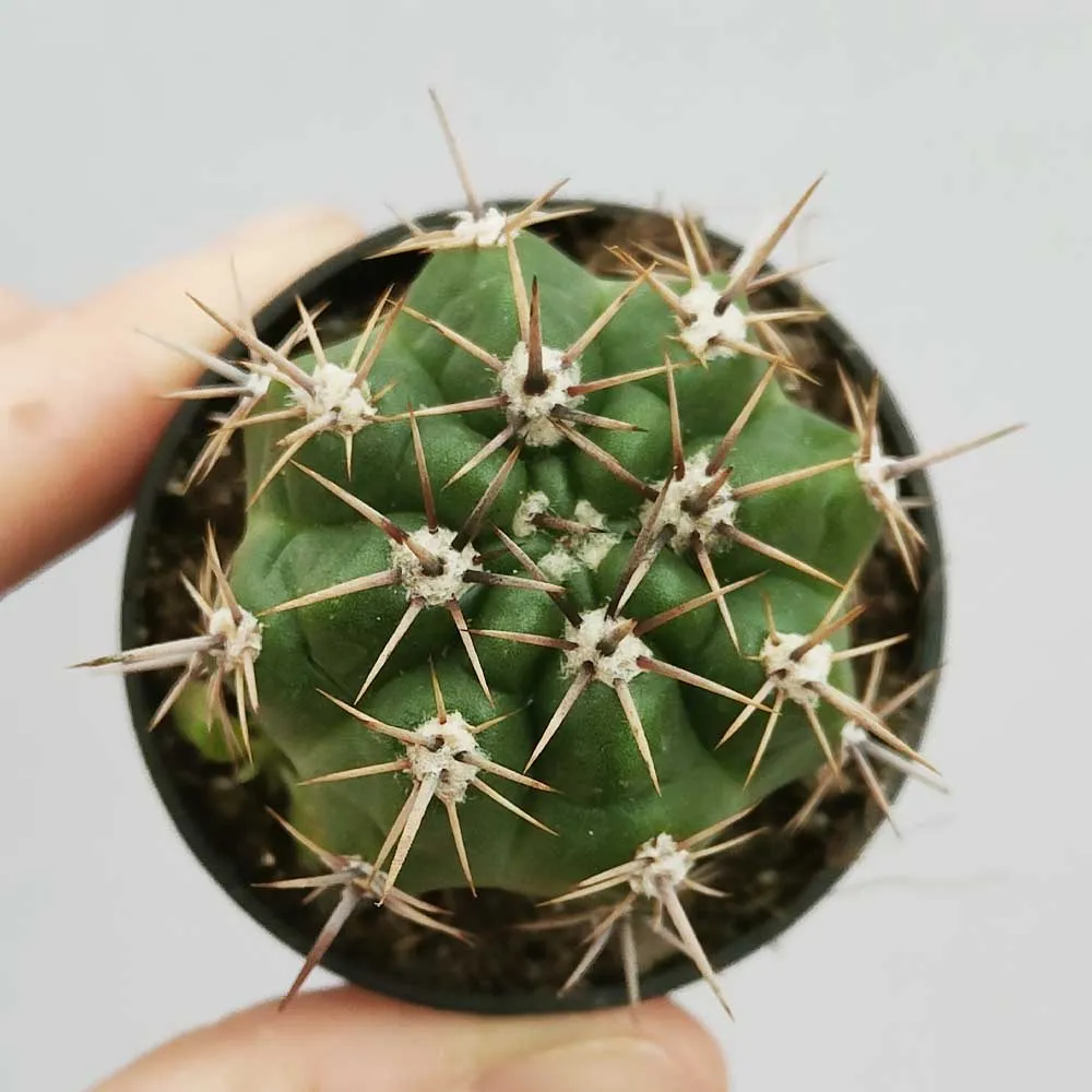 Gymnocalycium neuhuberi - immagine 3