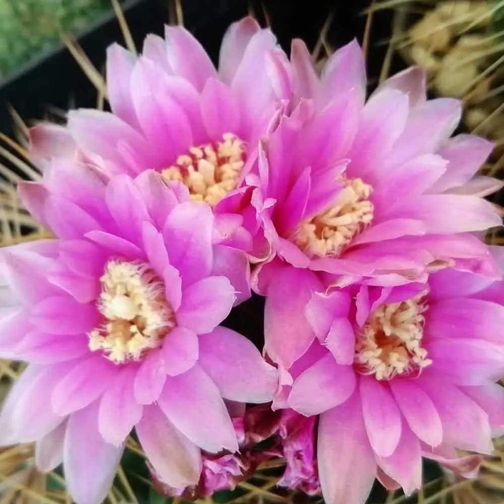 Gymnocalycium neuhuberi