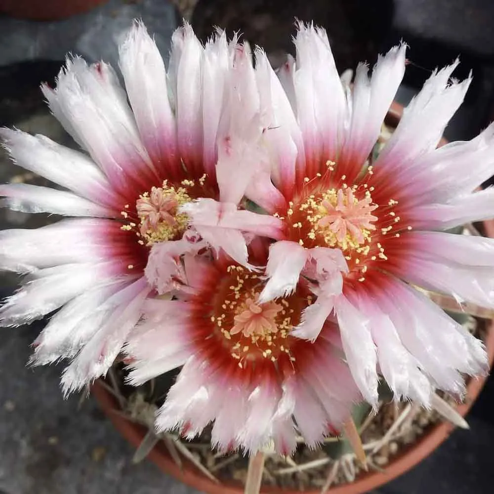 Echinocactus texensis (Homalocephala texensis )