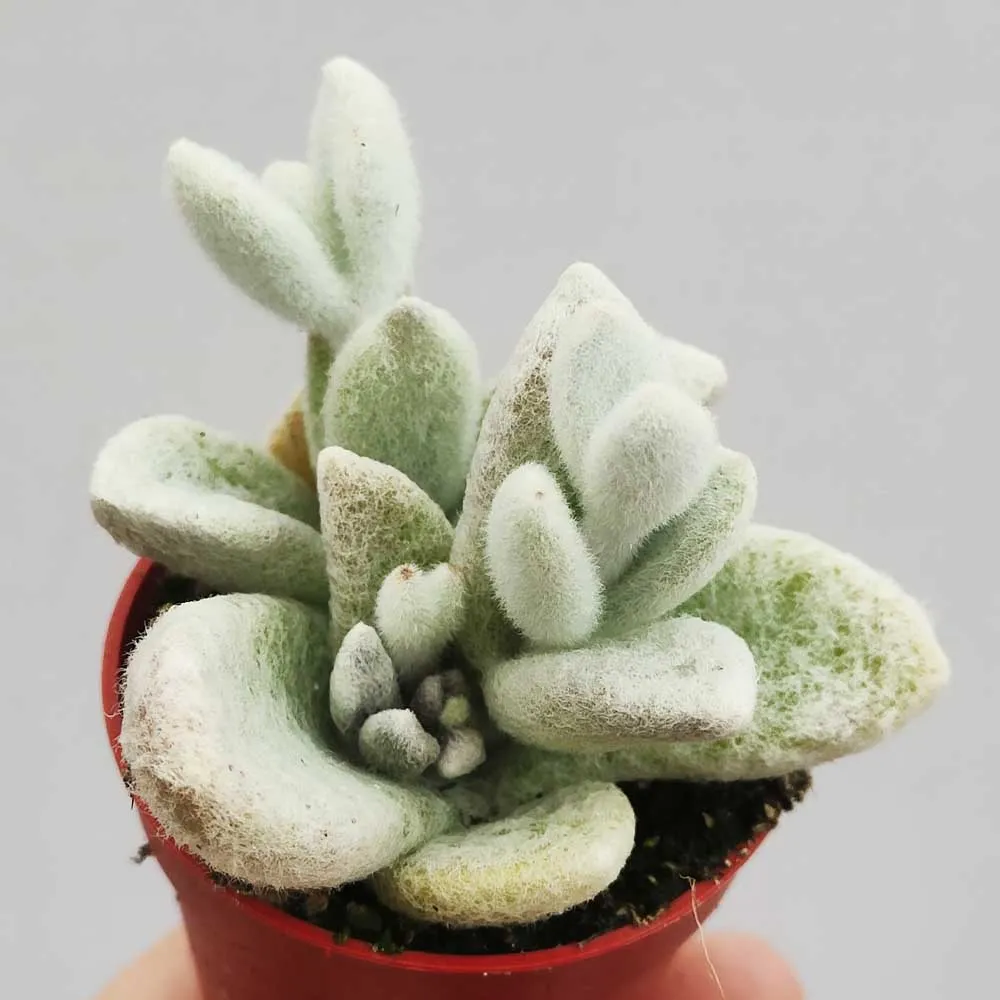 Kalanchoe eriophylla - immagine 3