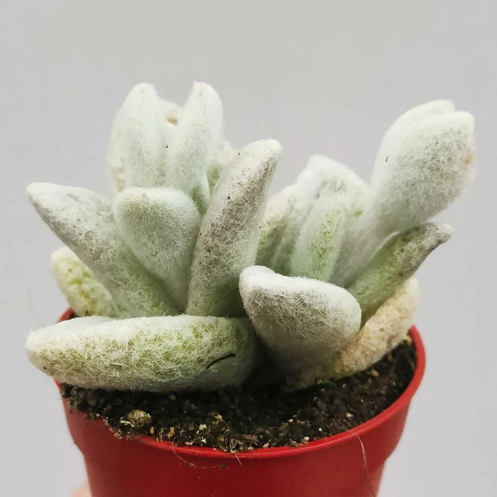 Kalanchoe eriophylla - immagine 2