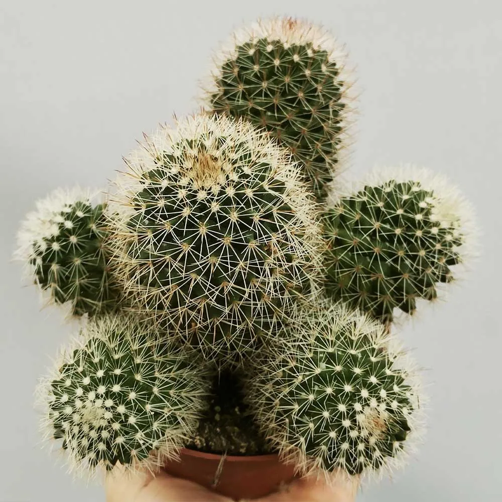 Mammillaria pringlei - immagine 2