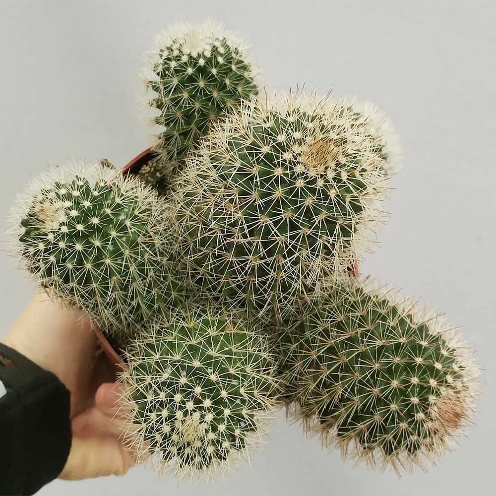 Mammillaria pringlei