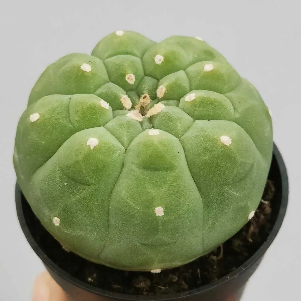 Matucana madisoniorum - immagine 3