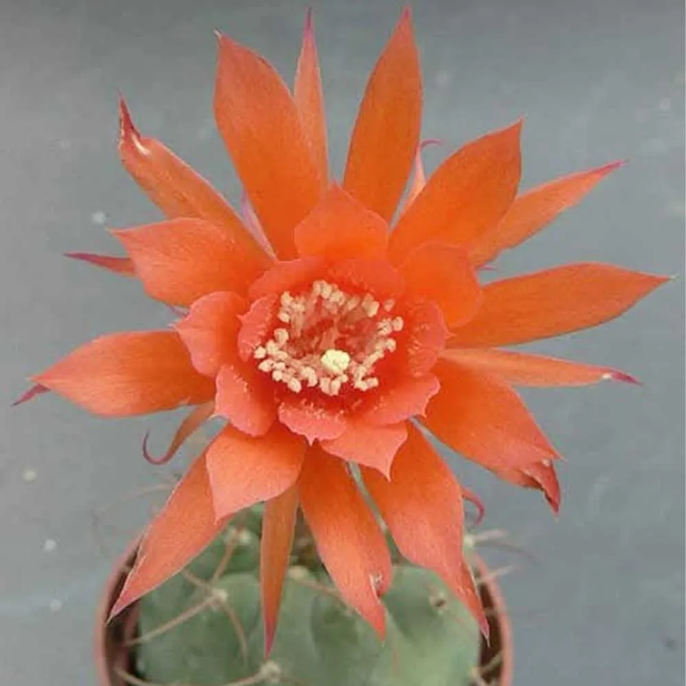 Matucana madisoniorum