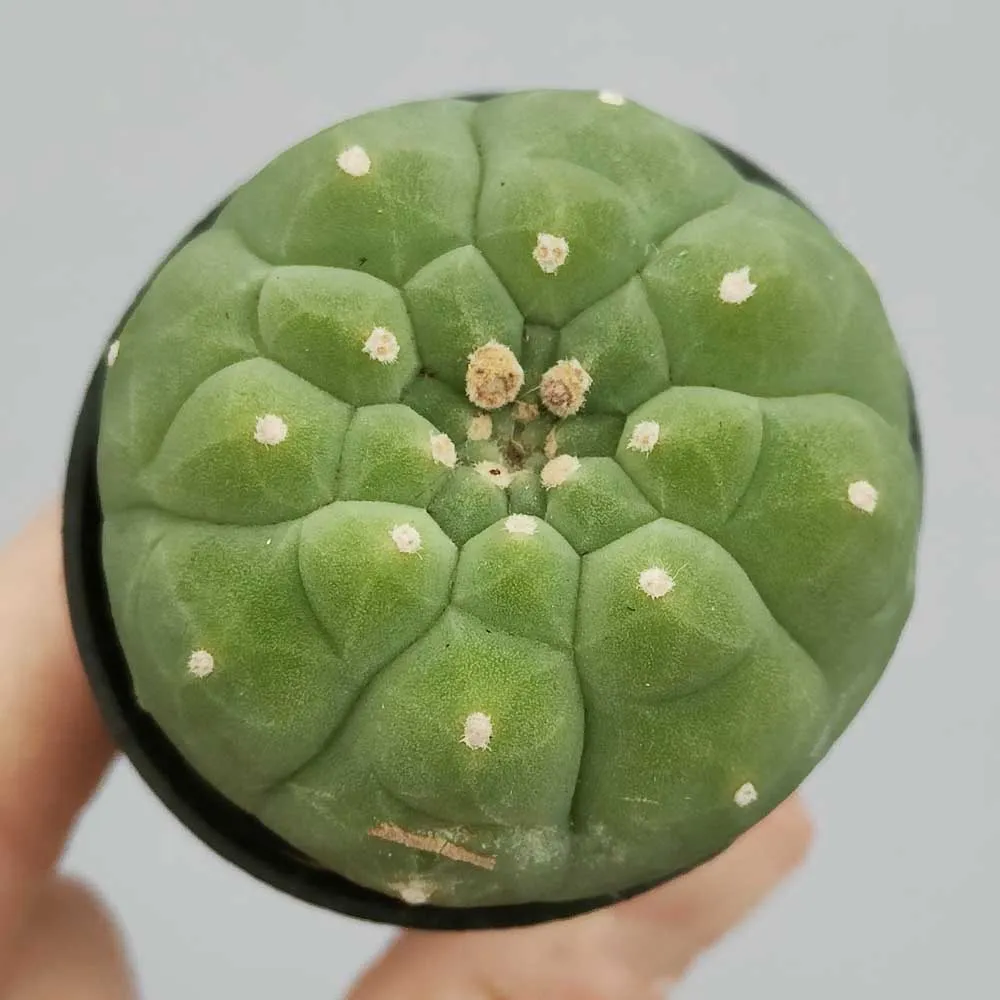 Matucana madisoniorum - immagine 2