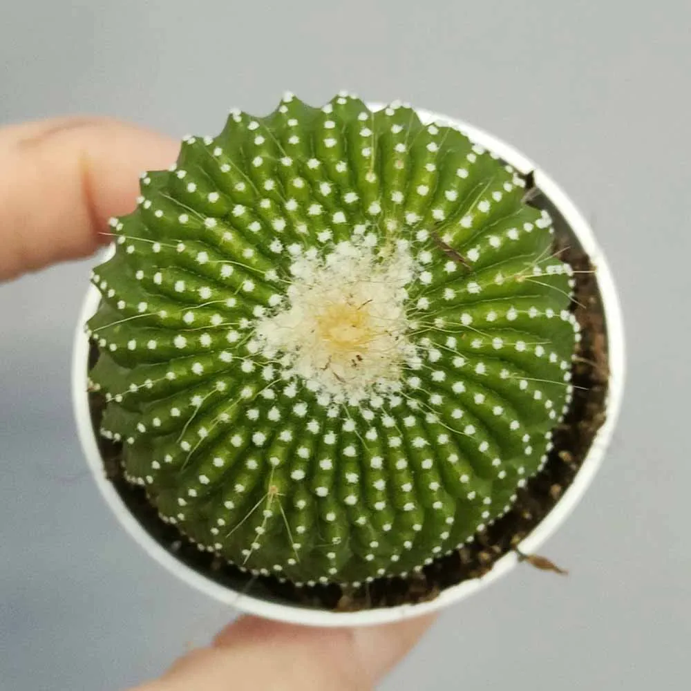 Notocactus leninghausii inermis - immagine 2
