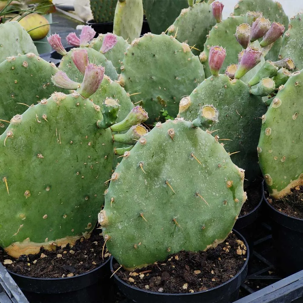 Opuntia stricta - immagine 2