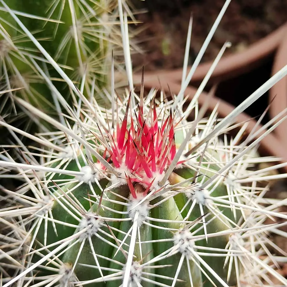 Pachycereus pringlei (medio) - immagine 3