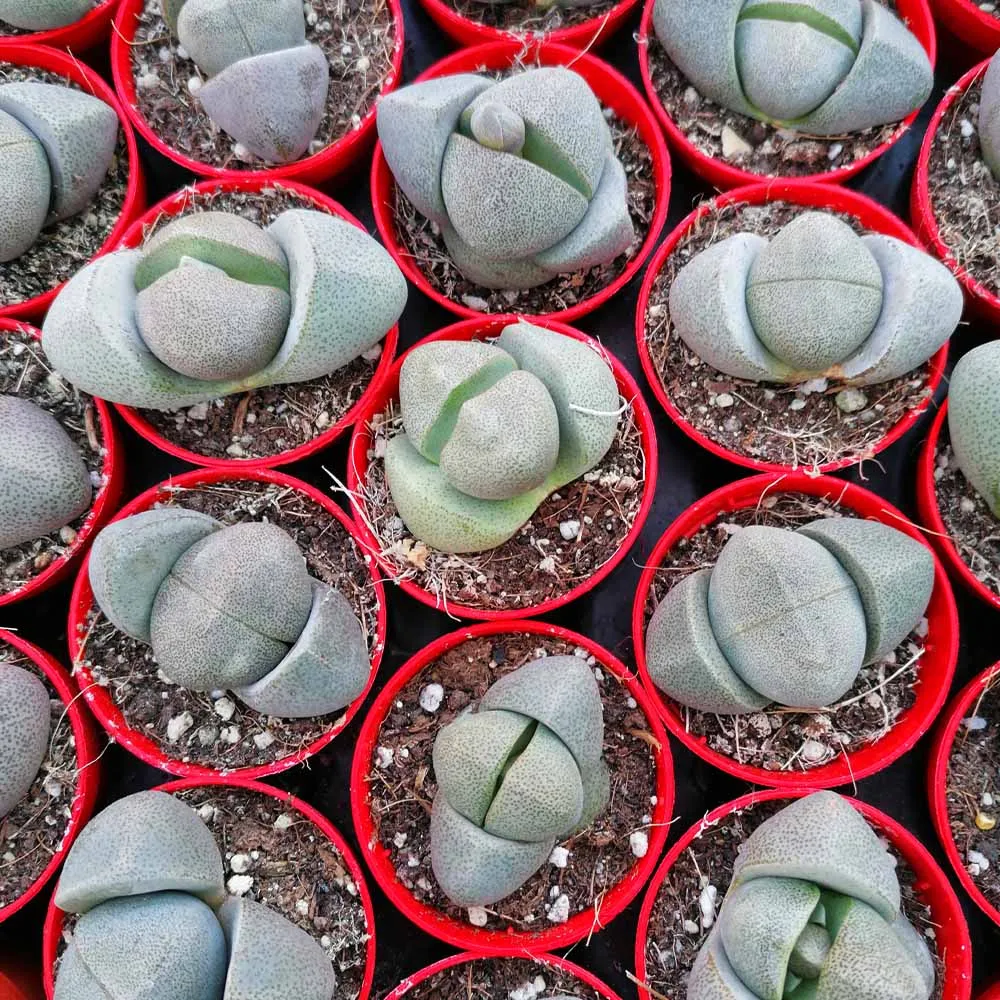 Pleiospilos nelii - immagine 3