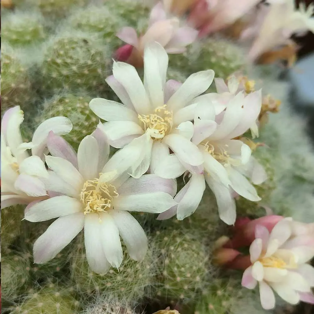 Rebutia albiflora - immagine 2