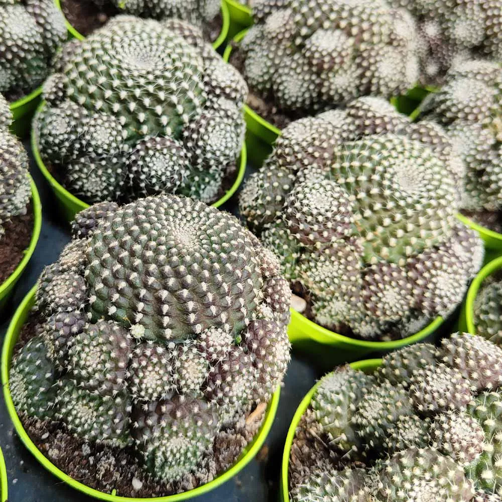 Rebutia krainziana - immagine 4