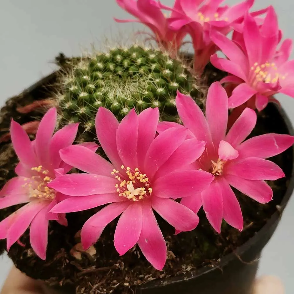 Rebutia violaciflora - immagine 2