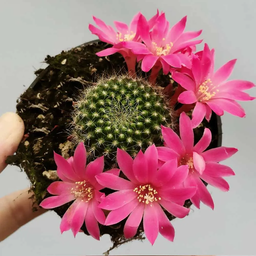 Rebutia violaciflora