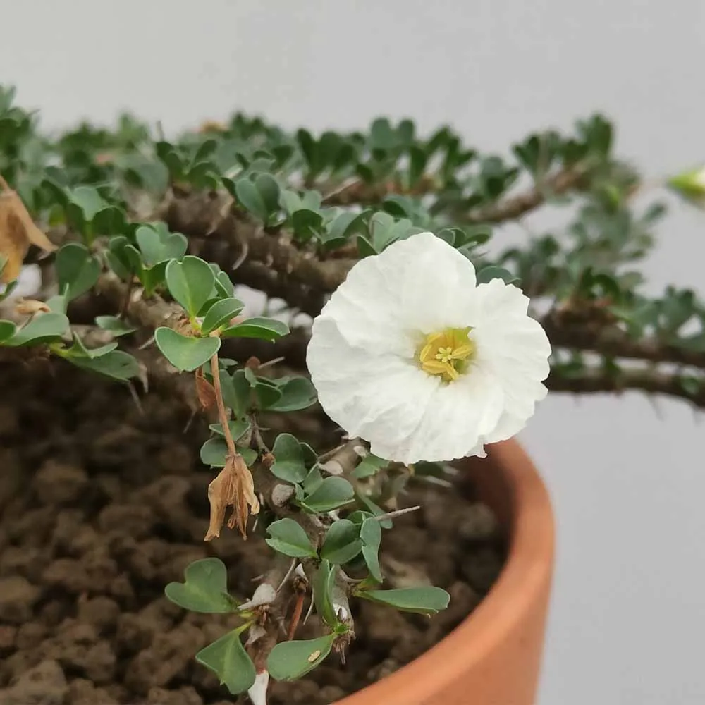 Sarcocaulon vanderietiae - immagine 2