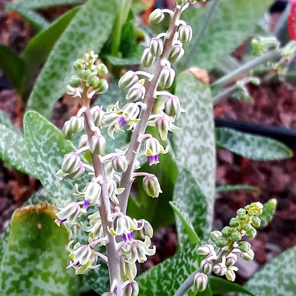 Scilla violacea (Ledebouria) - immagine 3