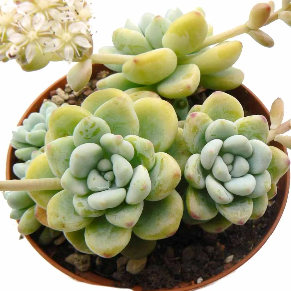 Sedum clavatum