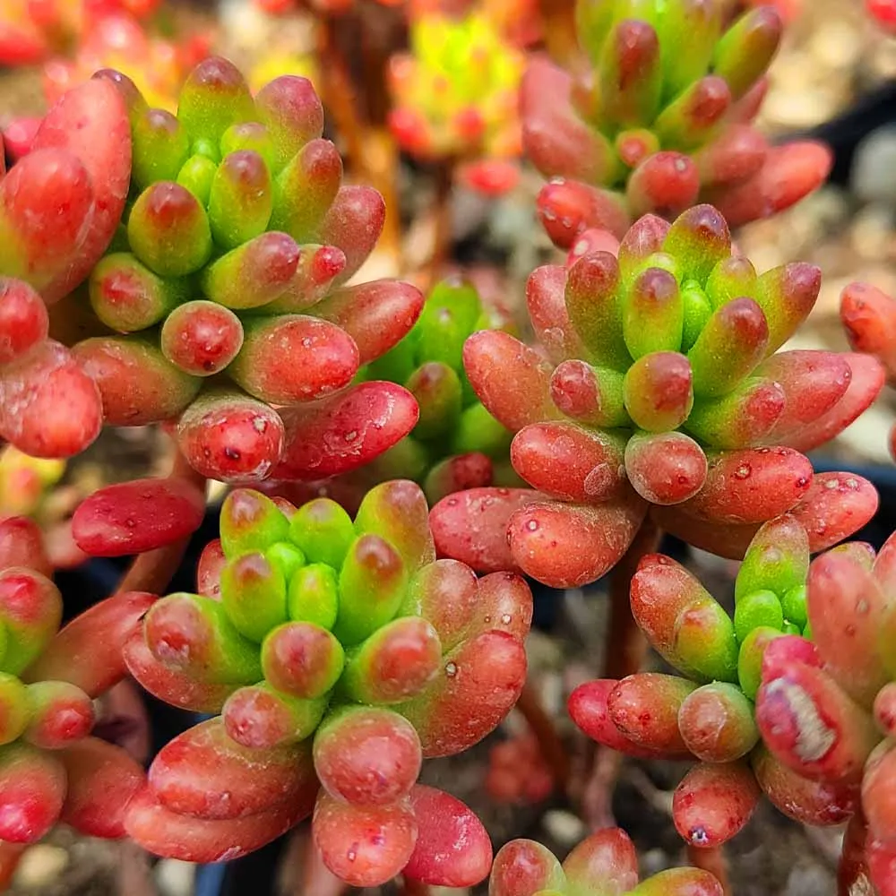 Sedum rubrotinctum