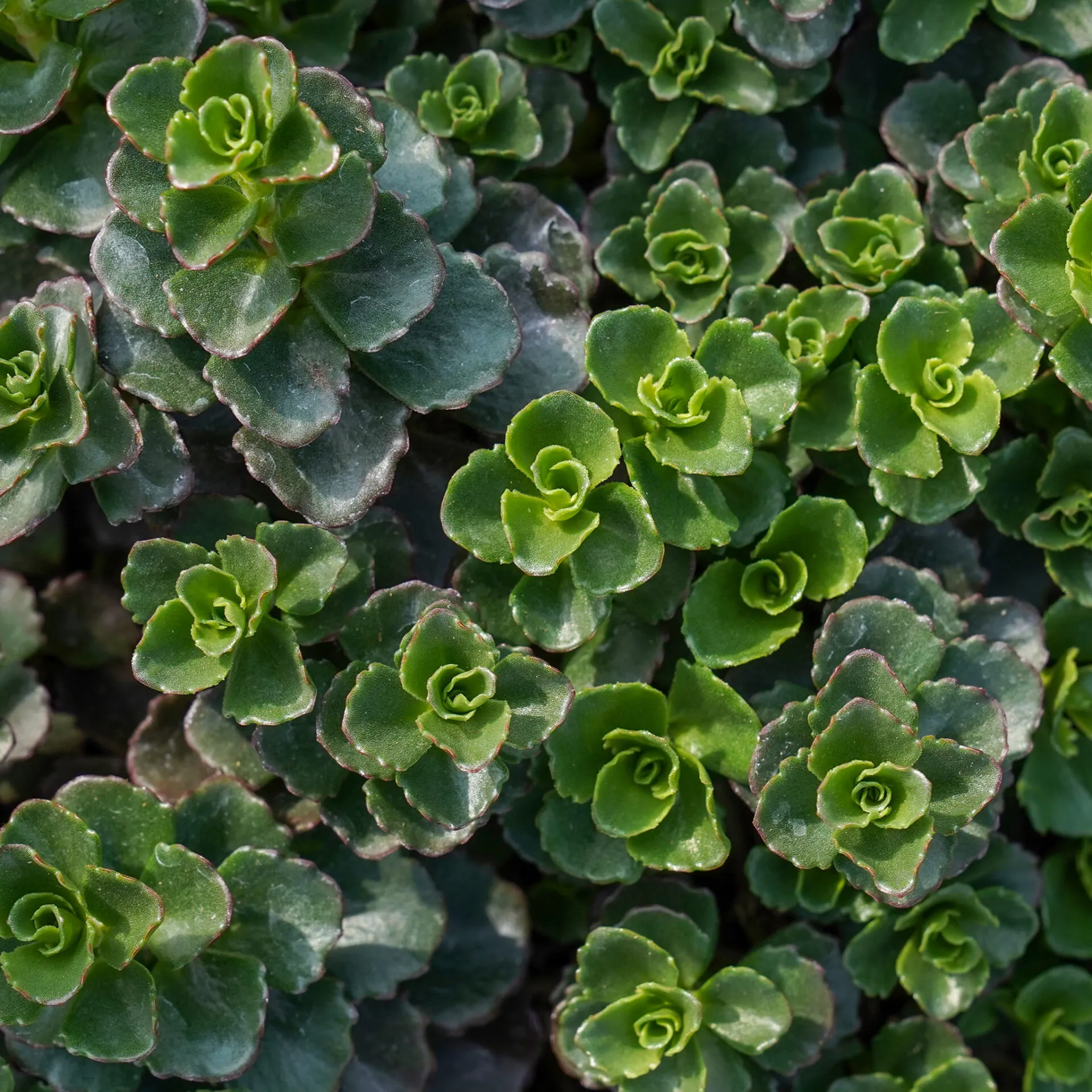 Sedum spurium - immagine 2