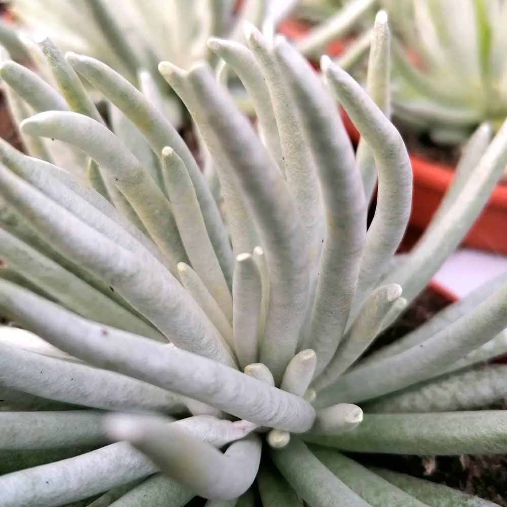 Senecio scaposus - immagine 2