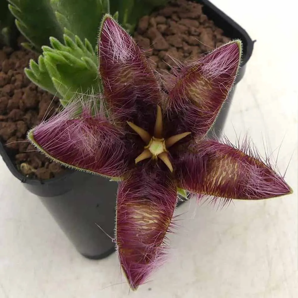 Stapelia Gettleffii