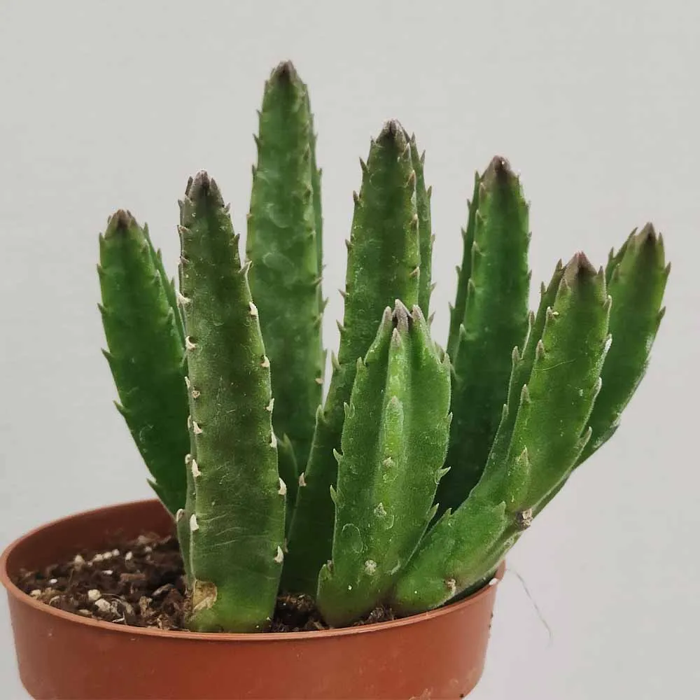 Stapelia Gettleffii - immagine 2