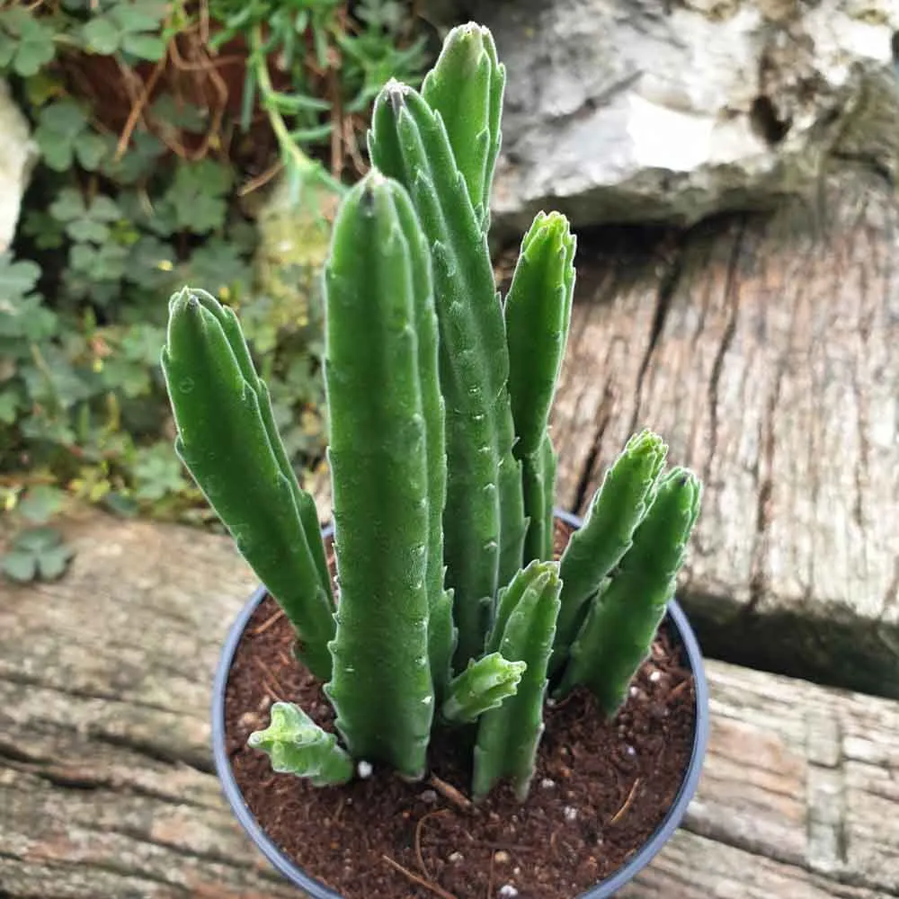 Stapelia leendertziae - immagine 2