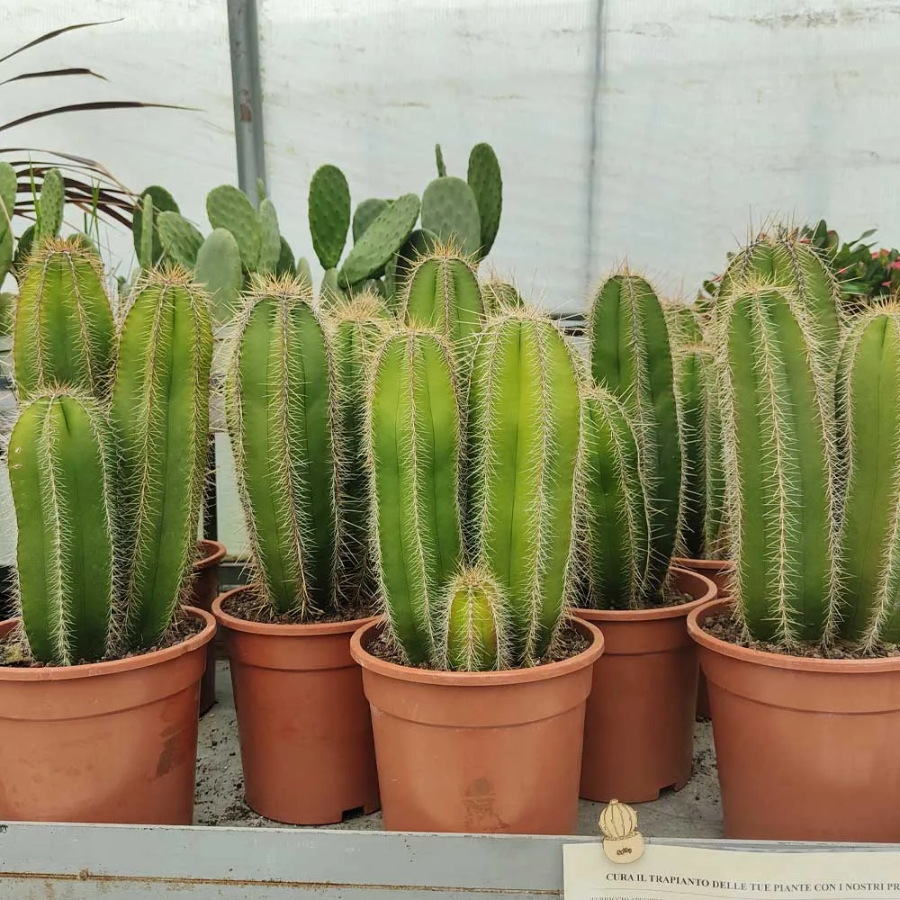 Stenocereus dumortieri (isolatocereus) - immagine 2