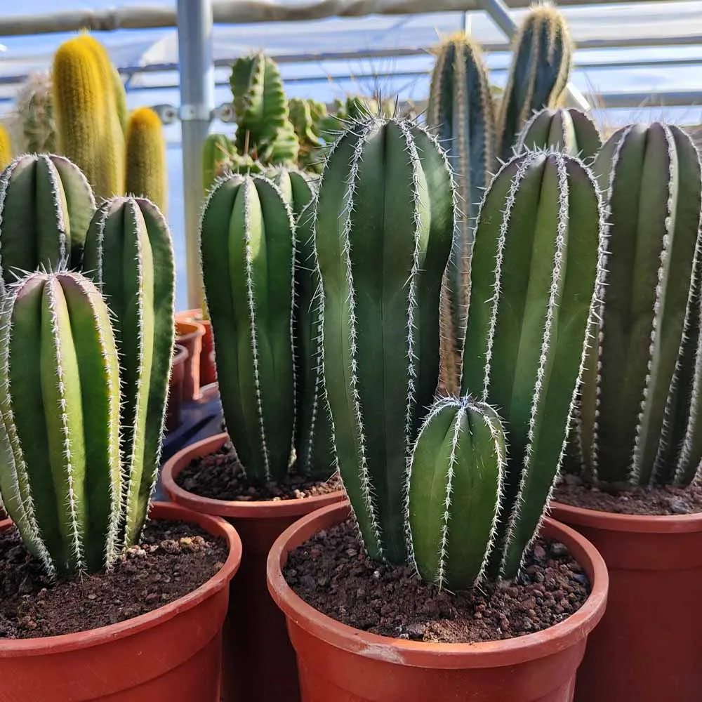 Stenocereus marginato (marginatocereus) - immagine 2