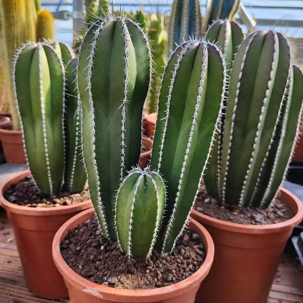 Stenocereus marginato (marginatocereus)