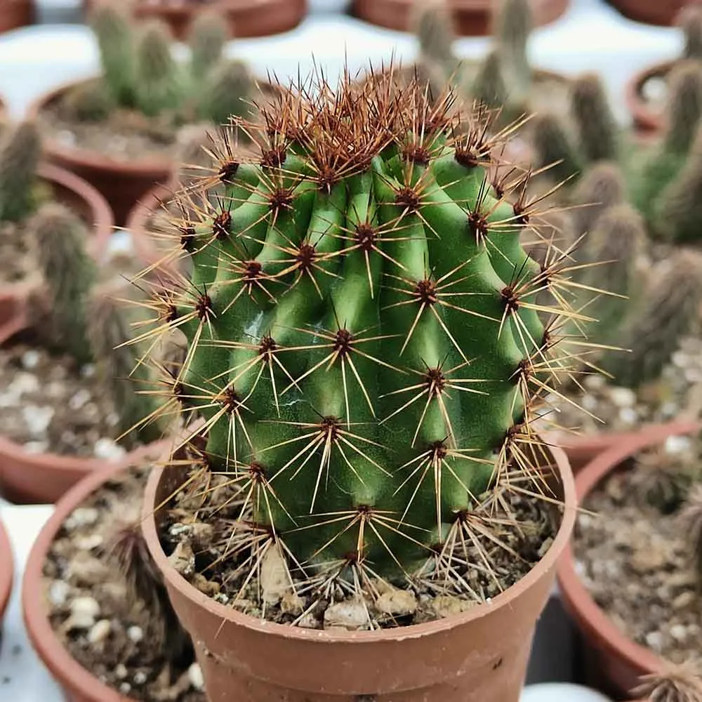 Stenocereus thurberi