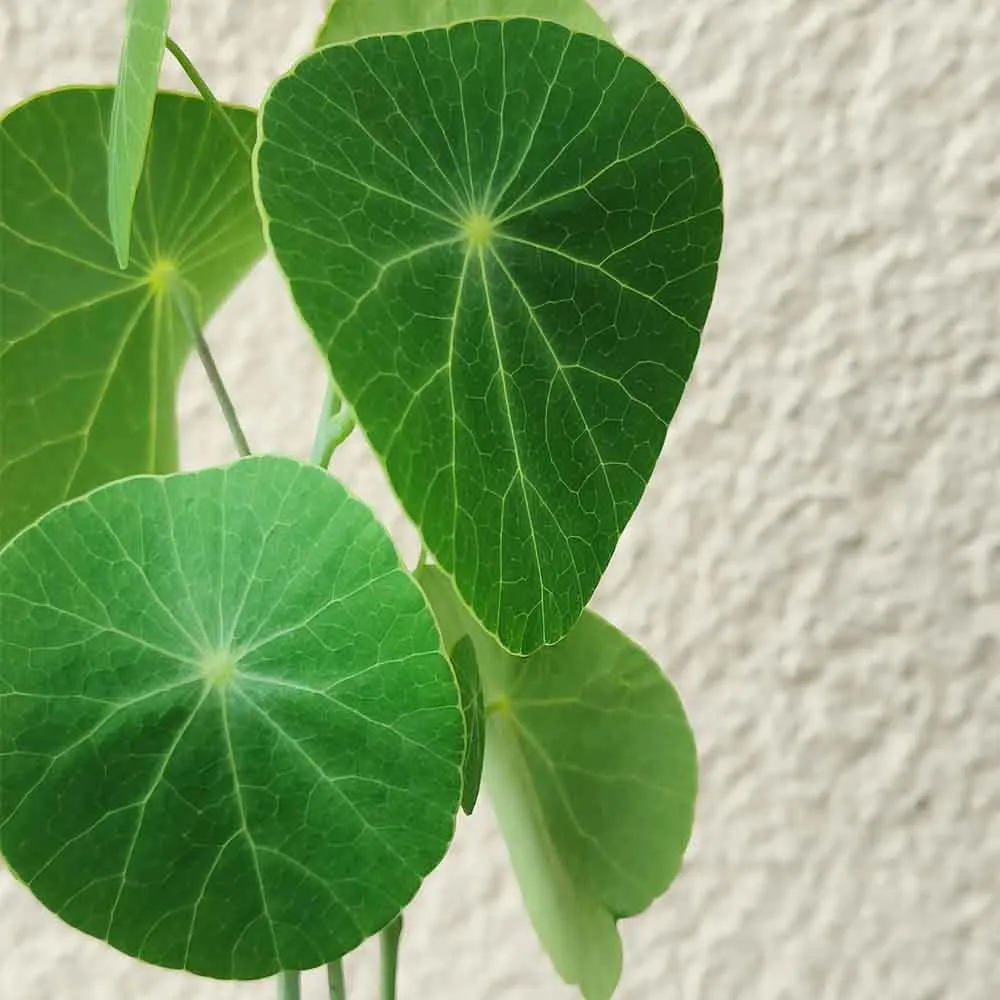 Stephania erecta (Stephania pierrei) - immagine 2