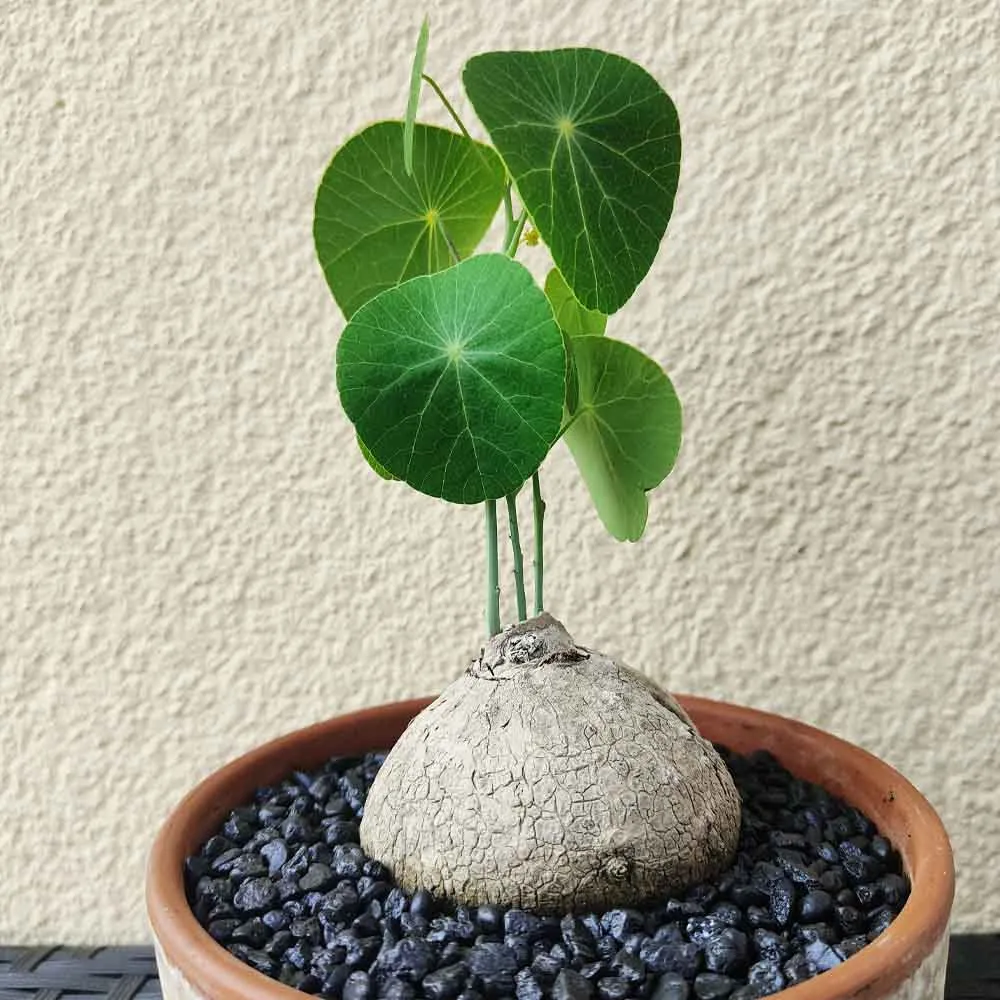 Stephania erecta (Stephania pierrei)