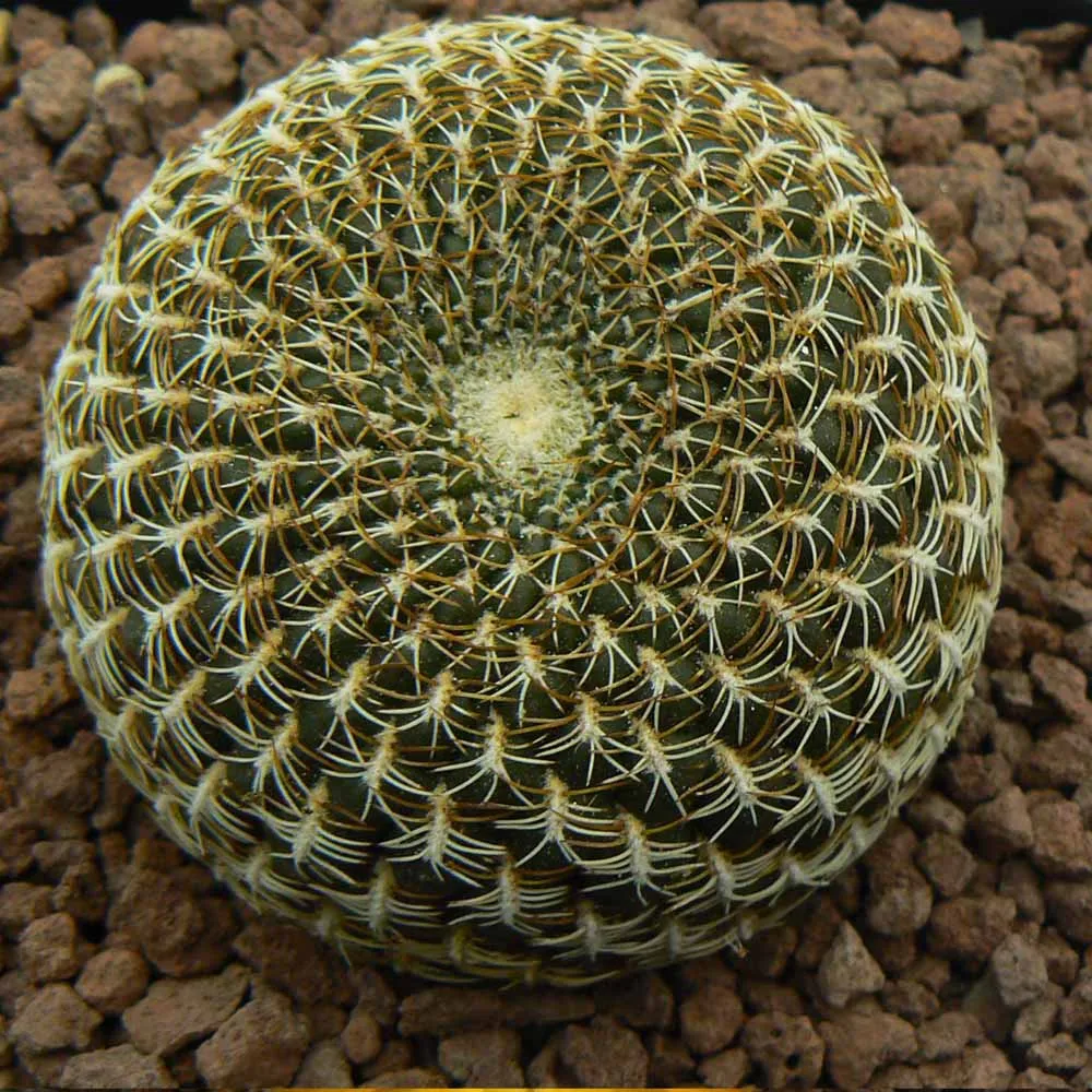 Sulcorebutia arenacea - immagine 2