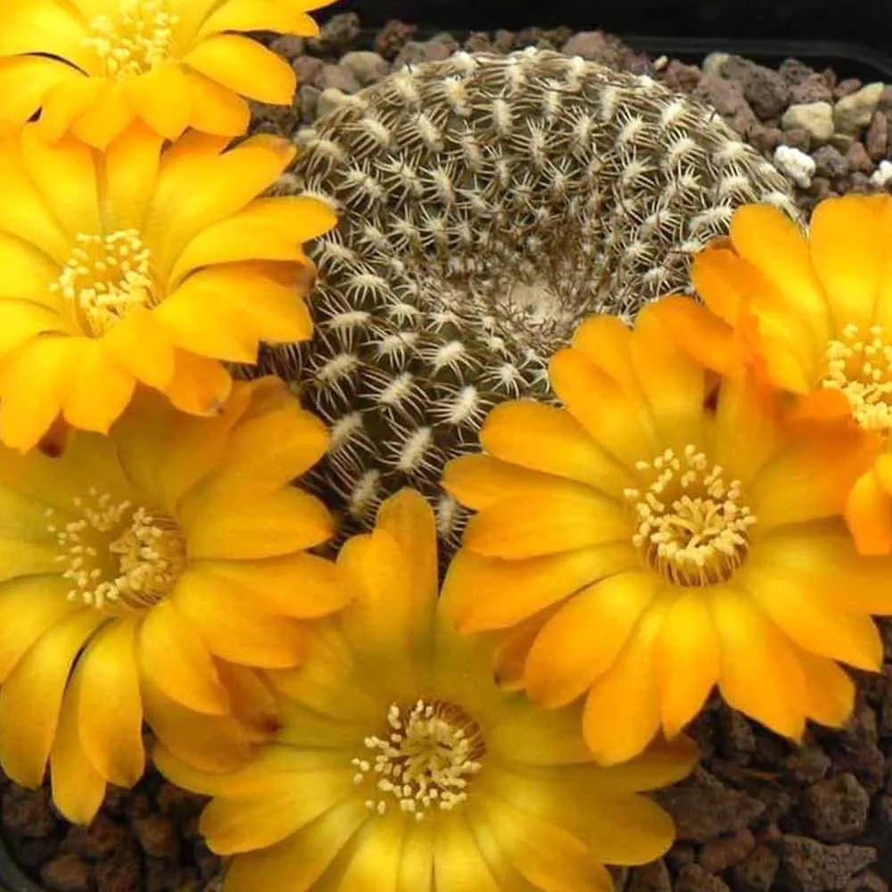 Sulcorebutia arenacea