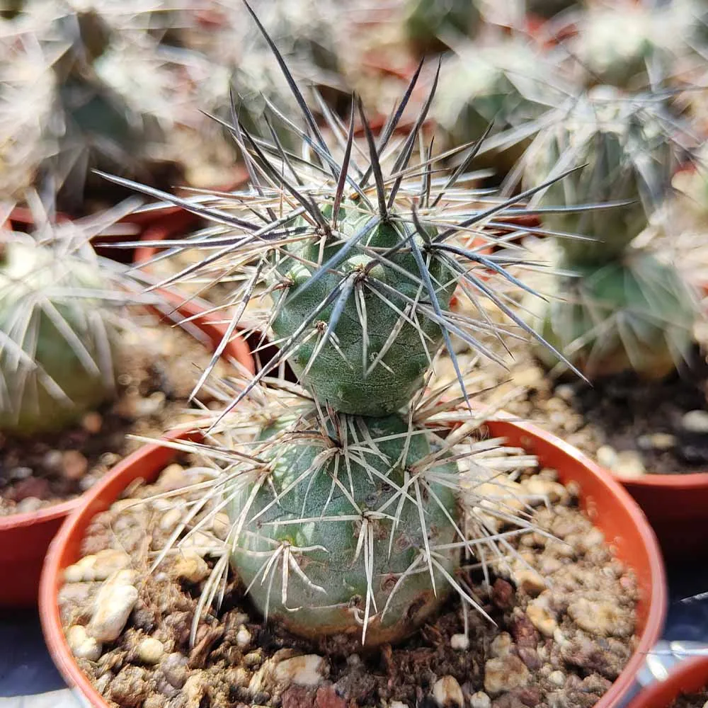 Tephrocactus alexanderi