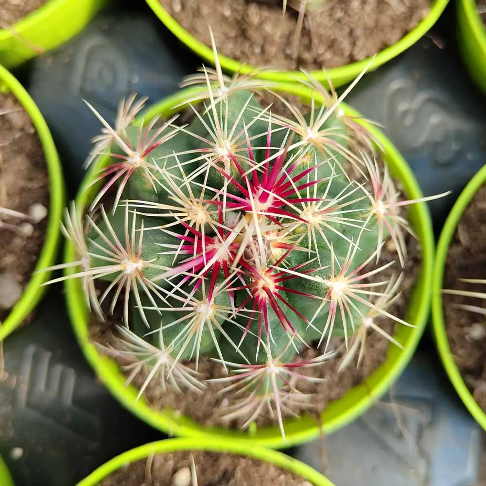 Thelocactus bicolor - immagine 2