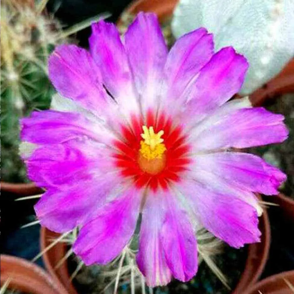 Thelocactus bicolor
