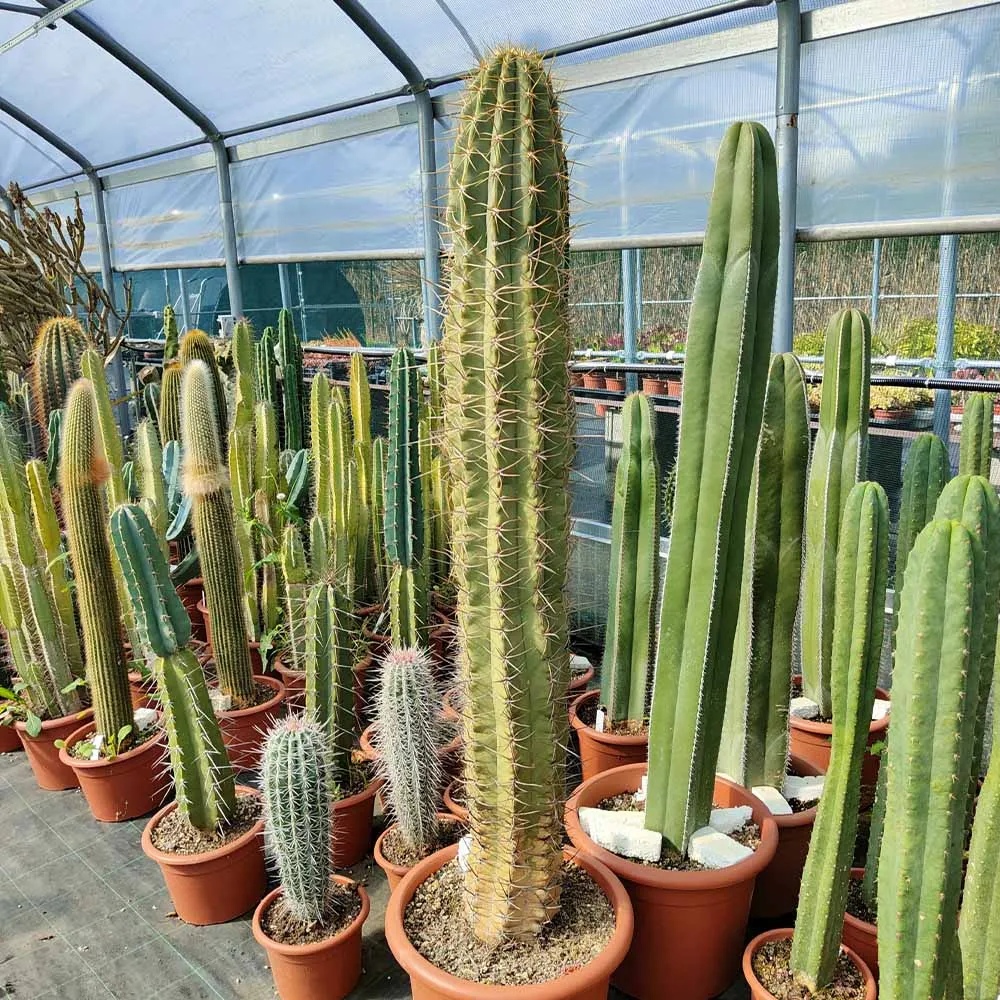 Trichocereus chiloensis - immagine 3