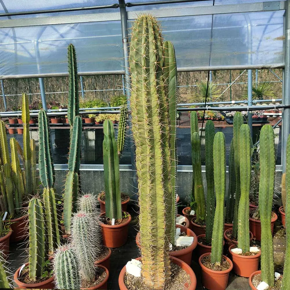 Trichocereus chiloensis - immagine 4