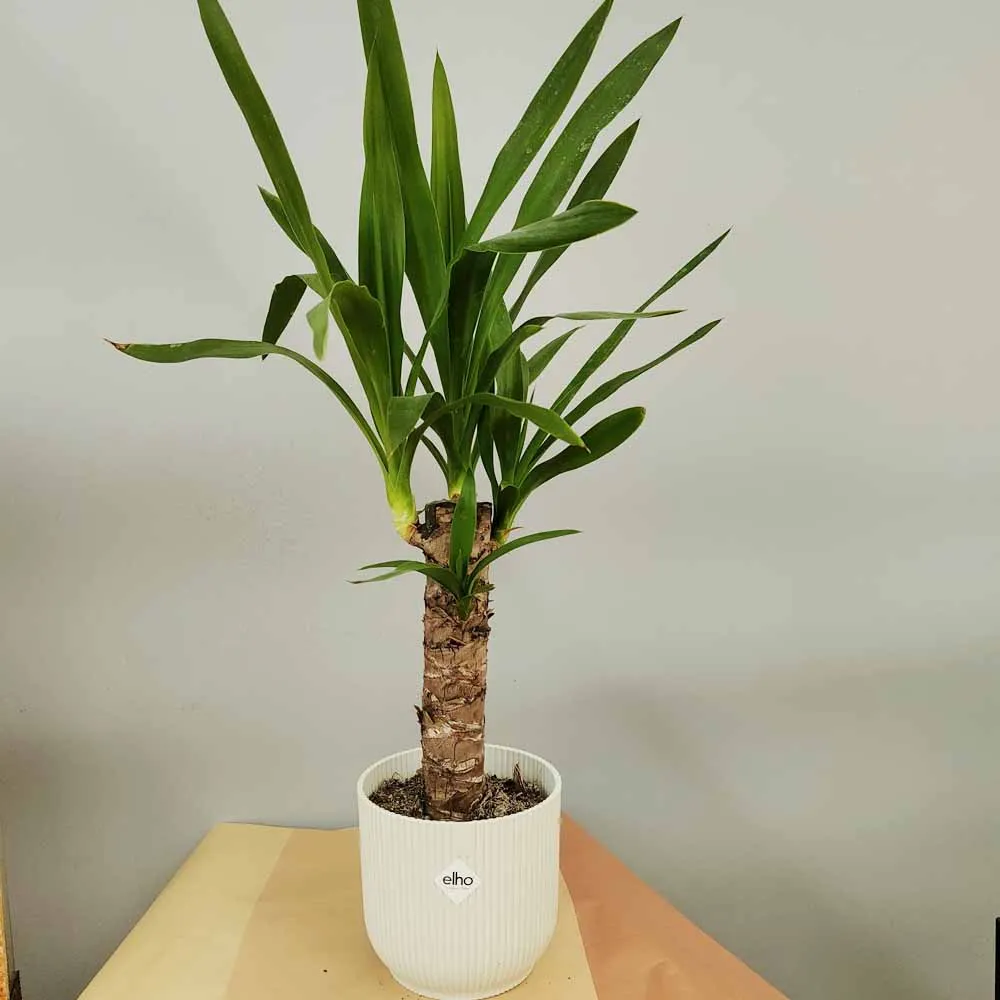 Yucca elephantipes (syn. Yucca gigantea)