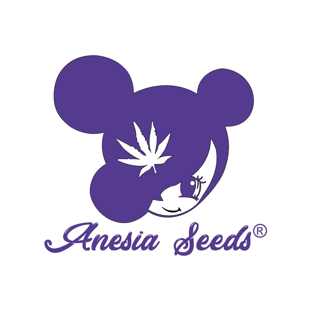 FROZEN BLACK CHERRY AUTO – Anesia Seeds
